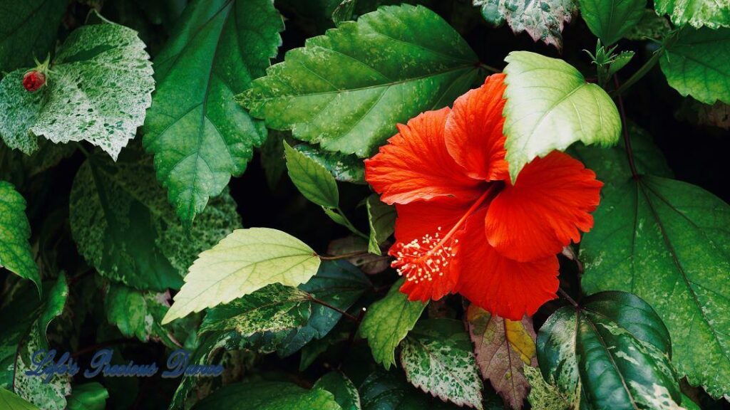 Bright red Chinese hibiscus in full bloom.