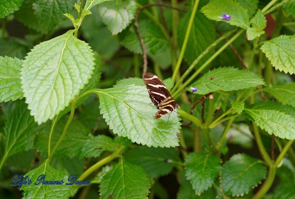 Zebra Longwing Butterfly on a leaf.