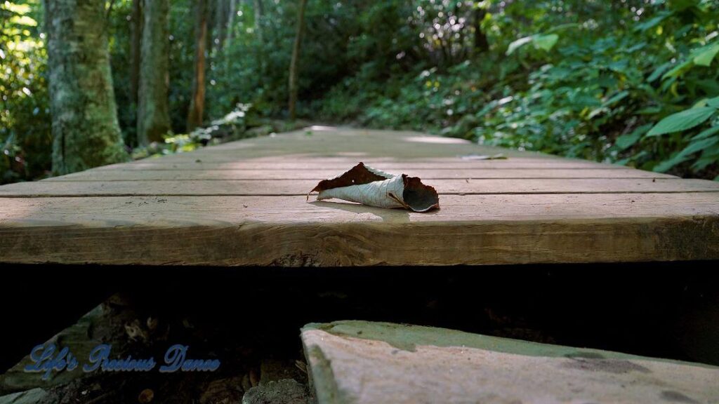 Curled up leaf on a boardwalk.