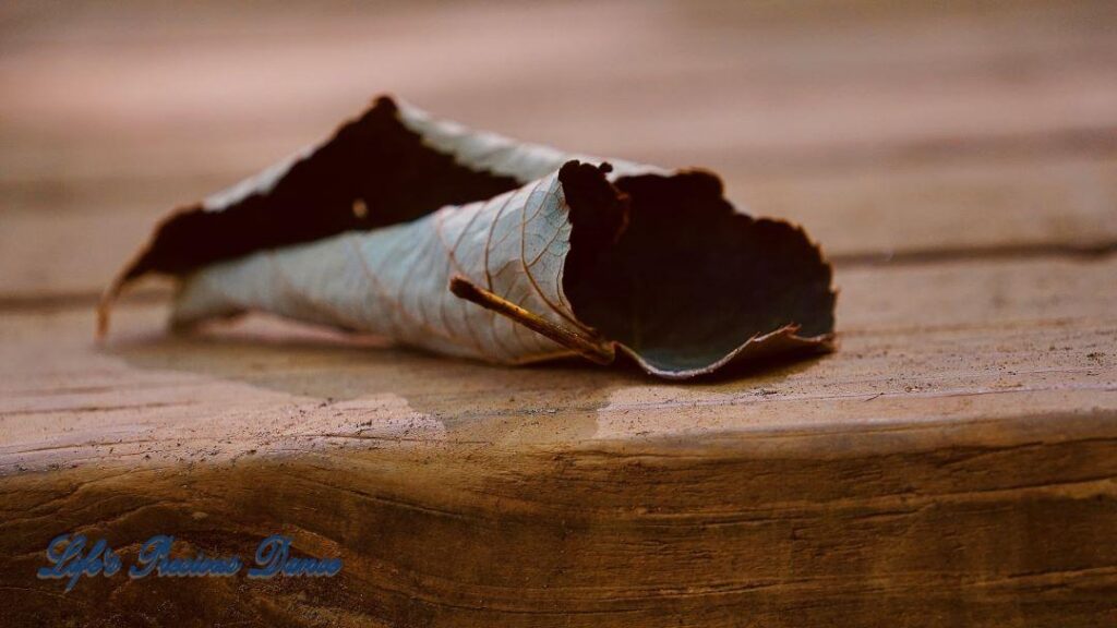 Close up of a curled up leaf on a boardwalk.