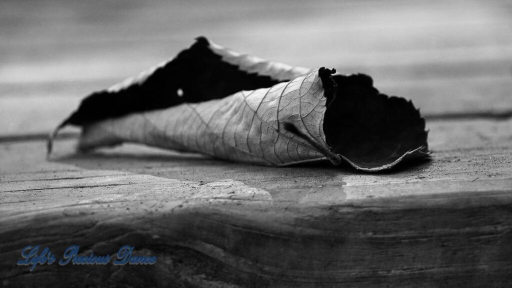 Close up black and white of a curled up leaf on a boardwalk.