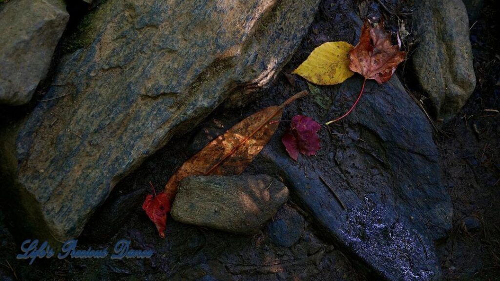 Multi colored leaves on wet rocks.