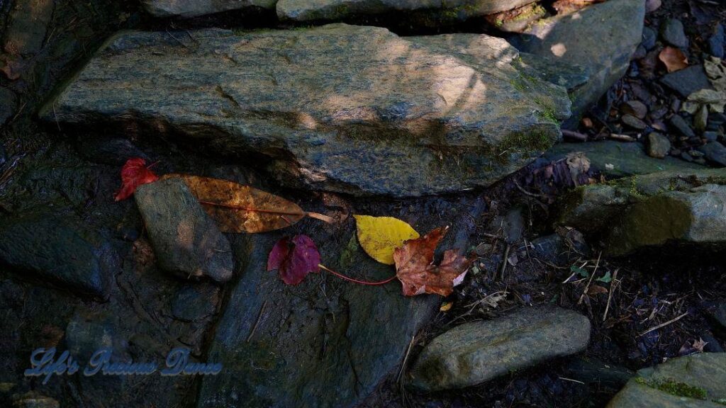 Multi colored leaves on wet rocks.