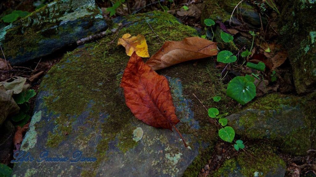 Different color leaves on a moss covered rock