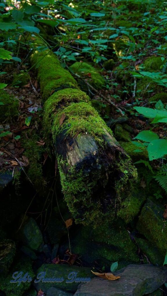 Downed moss covered tree in the forest.