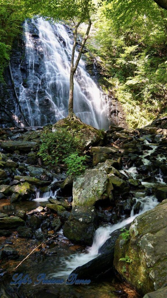 Lone tree on moss covered rocks. Crabtree Falls in background.