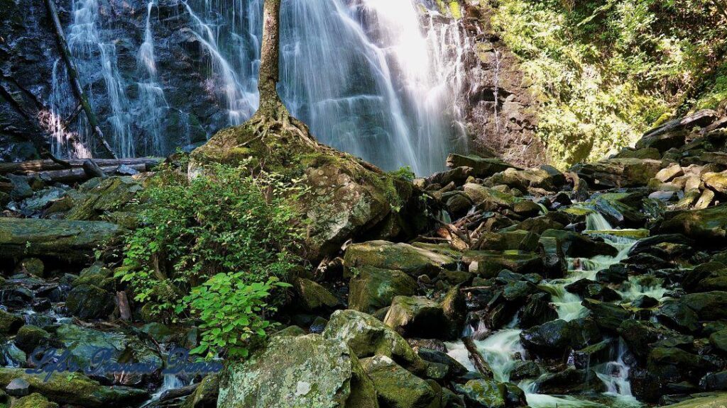 Lone tree on moss covered rocks. Crabtree Falls in background.