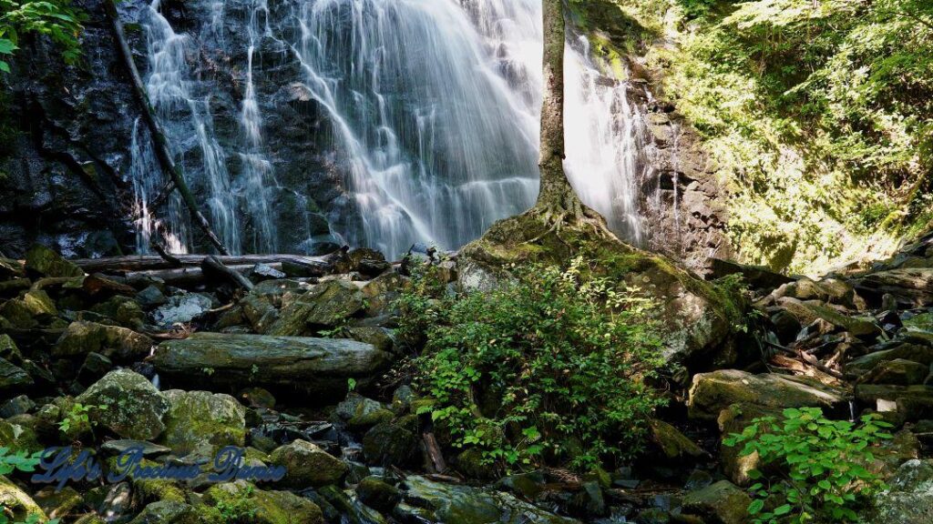 Lone tree on moss covered rocks. Crabtree Falls in background.