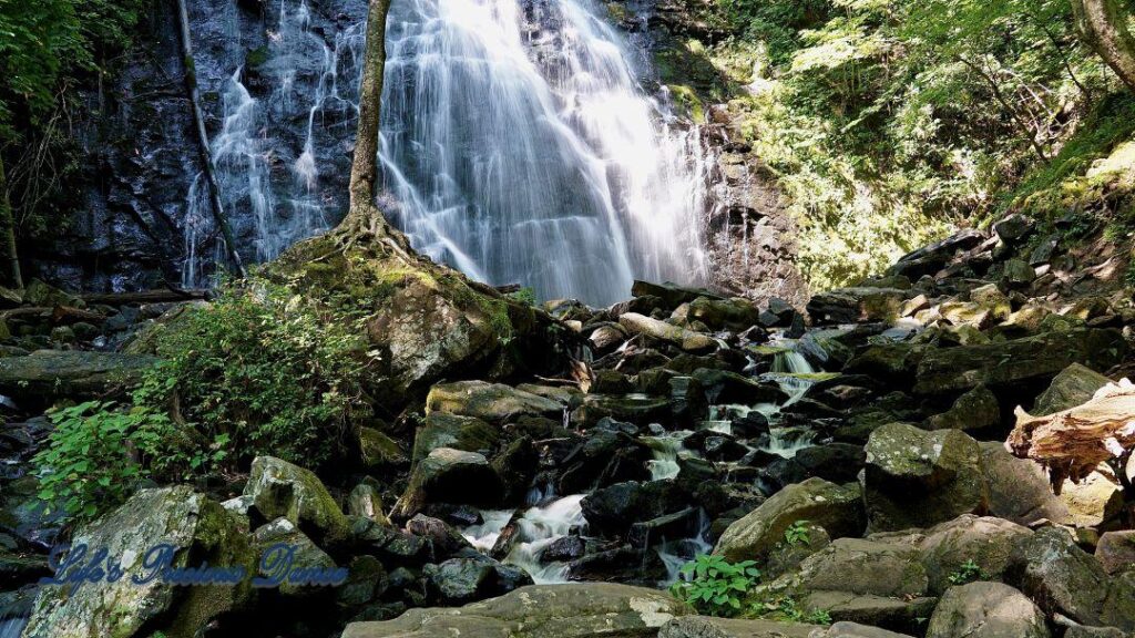 Lone tree on moss covered rocks. Crabtree Falls in background.