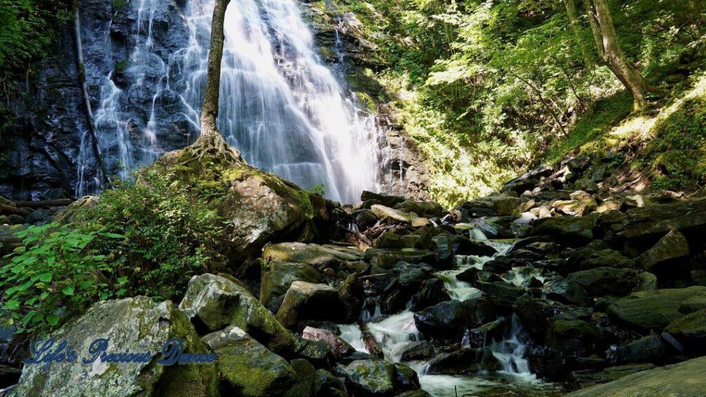 Lone tree on moss covered rocks. Crabtree Falls in background.