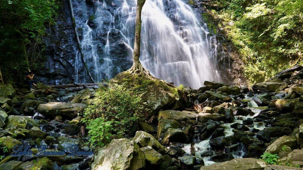 Lone tree on moss covered rocks. Crabtree Falls in background.