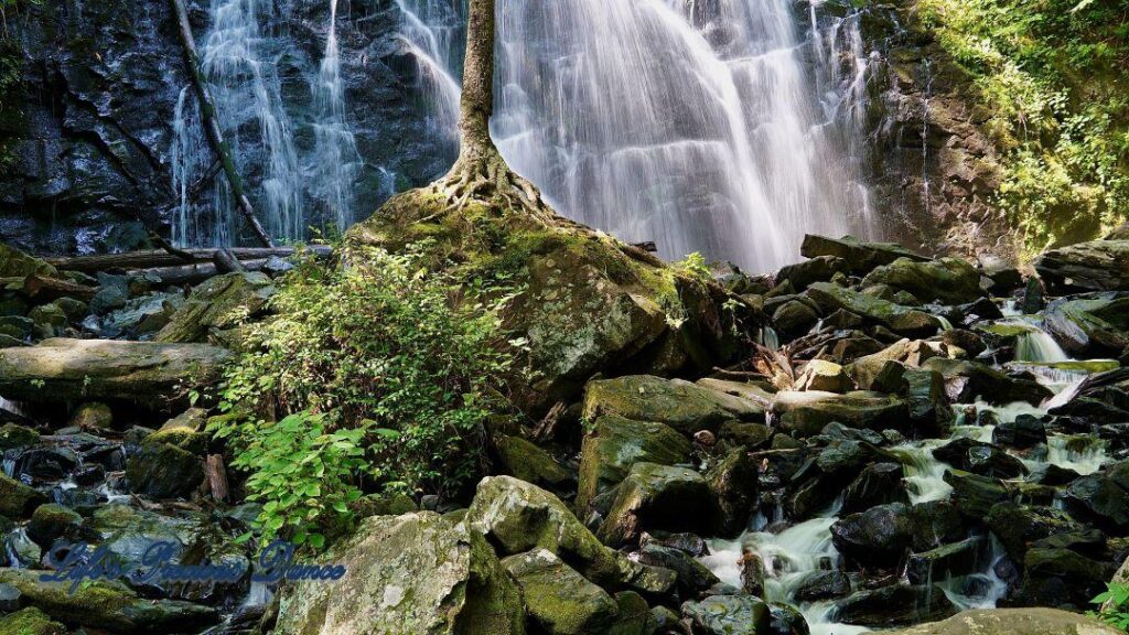 Lone tree on moss covered rocks. Crabtree Falls in background.