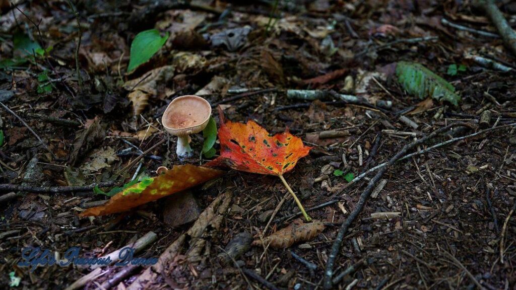 Rust colored leaf beside a mushroom on the forest floor.