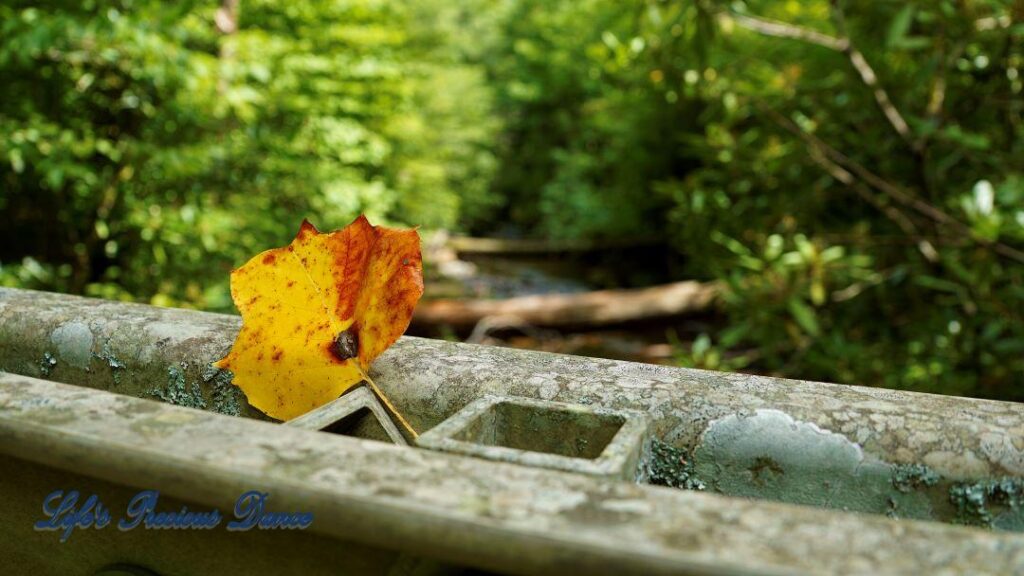 Up-close of a colorful leaf on a boardwalk rail.