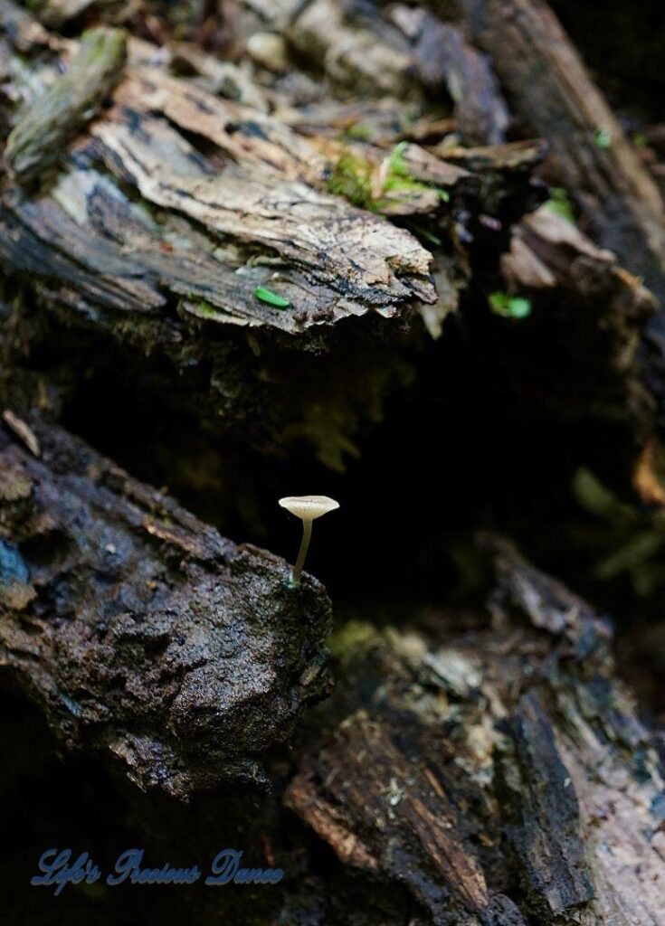 Tiny white mushroom growing out of decaying tree.