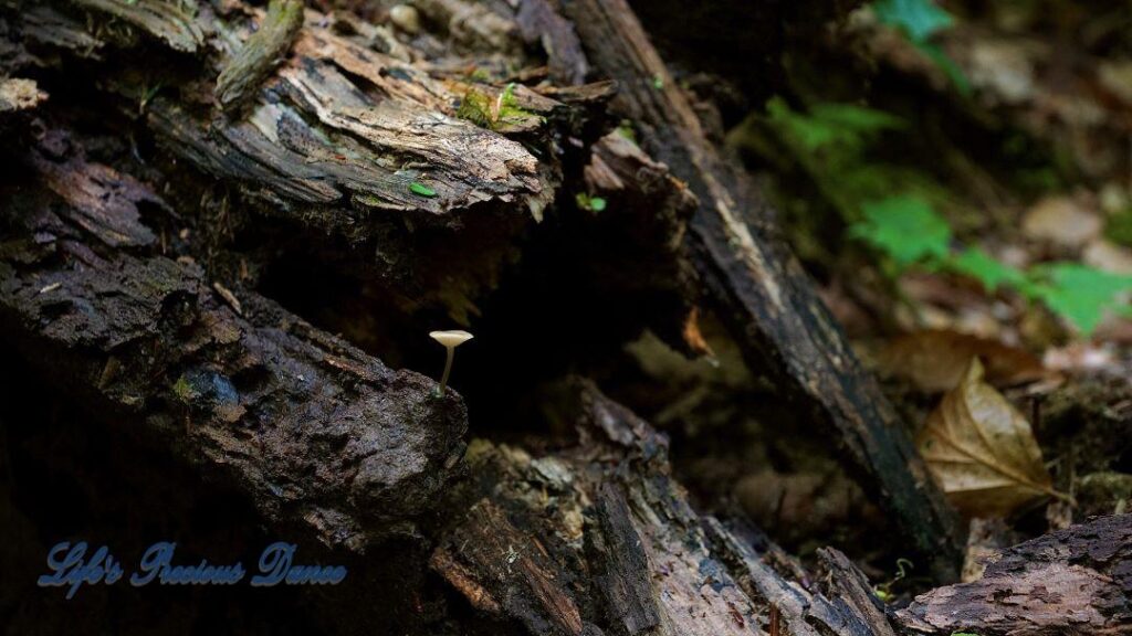 Tiny white mushroom growing out of decaying tree.