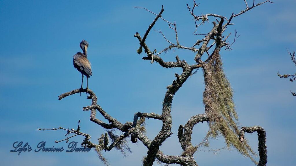 Blues Heon in a dead tree with spanish moss hanging from limbs.