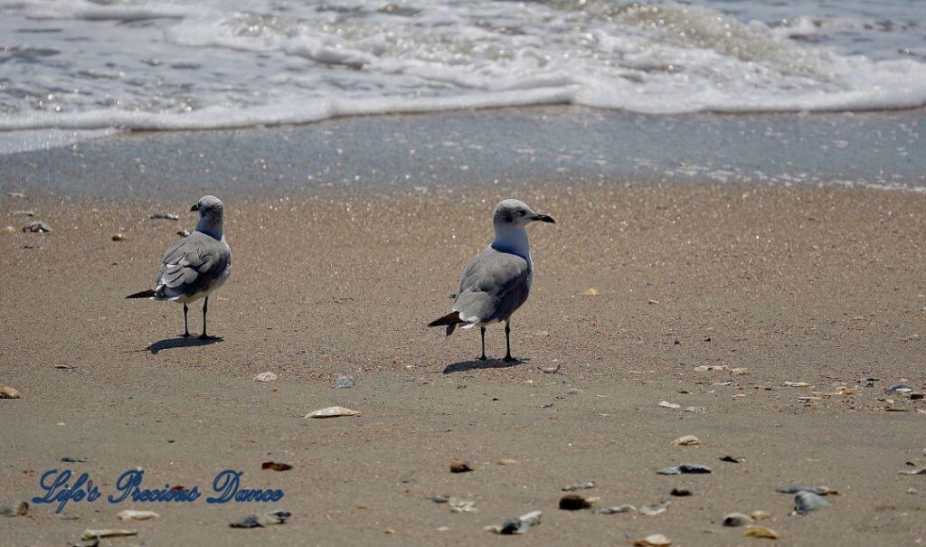 Two Laughing seagulls standing on seashell covered beach, watching foamy waves roll in.