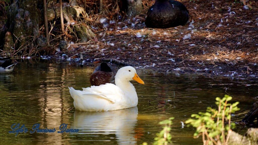 Mallard swimming and reflecting on a pond.