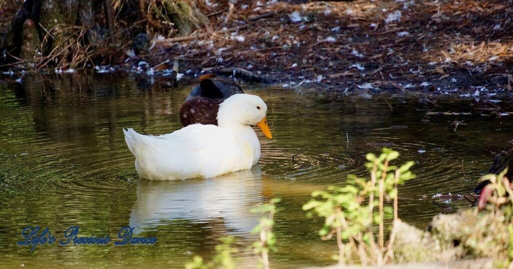 Mallard swimming and reflecting on a pond.