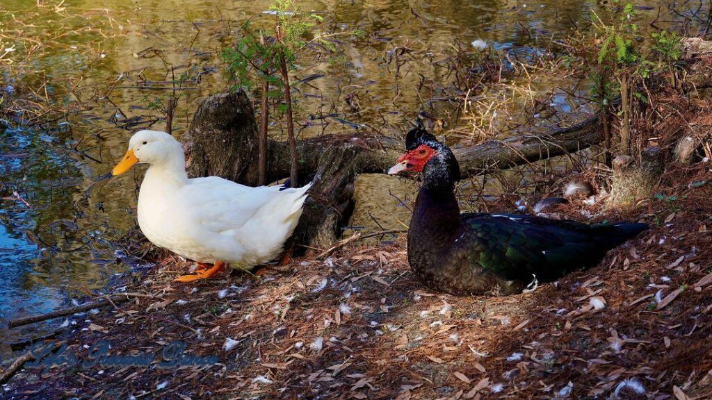 A mallard and Muscovy duck resting on bank of a pond.