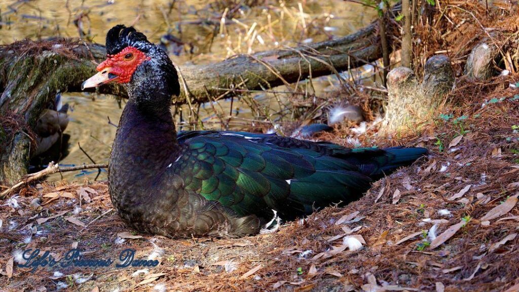 Colorful Muscovy duck resting on the bank of a pond.