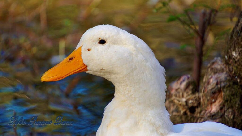 Close up of a white Mallard duck in front of pond.