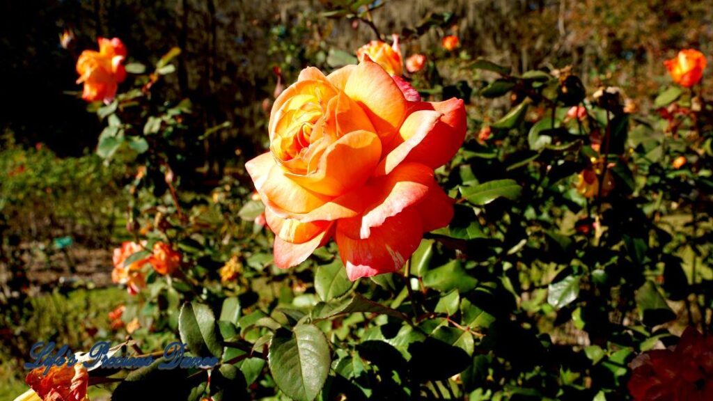 Tea rose in full bloom.