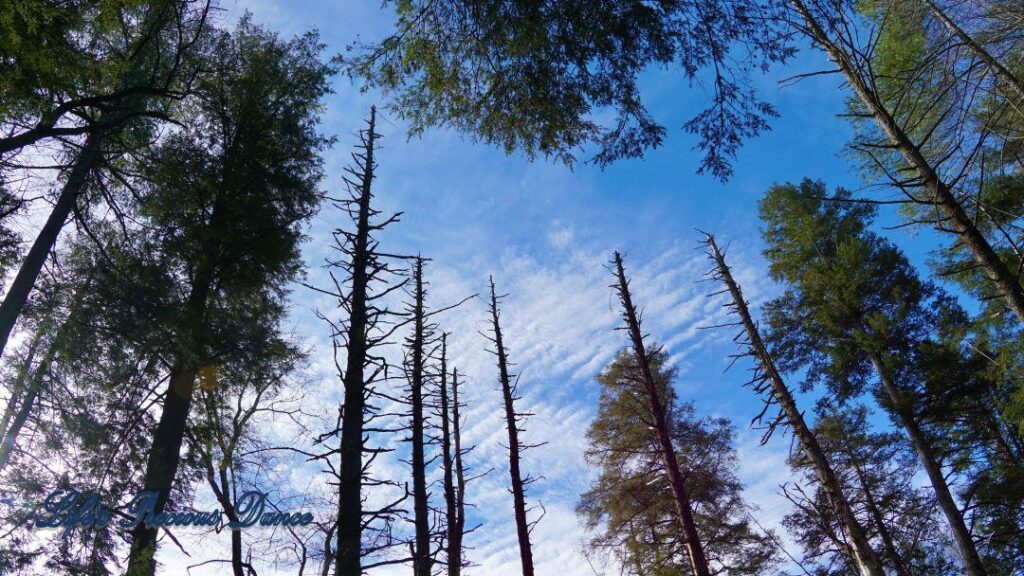 Upward view of barren trees with fluffy clouds and blue skies in the background.