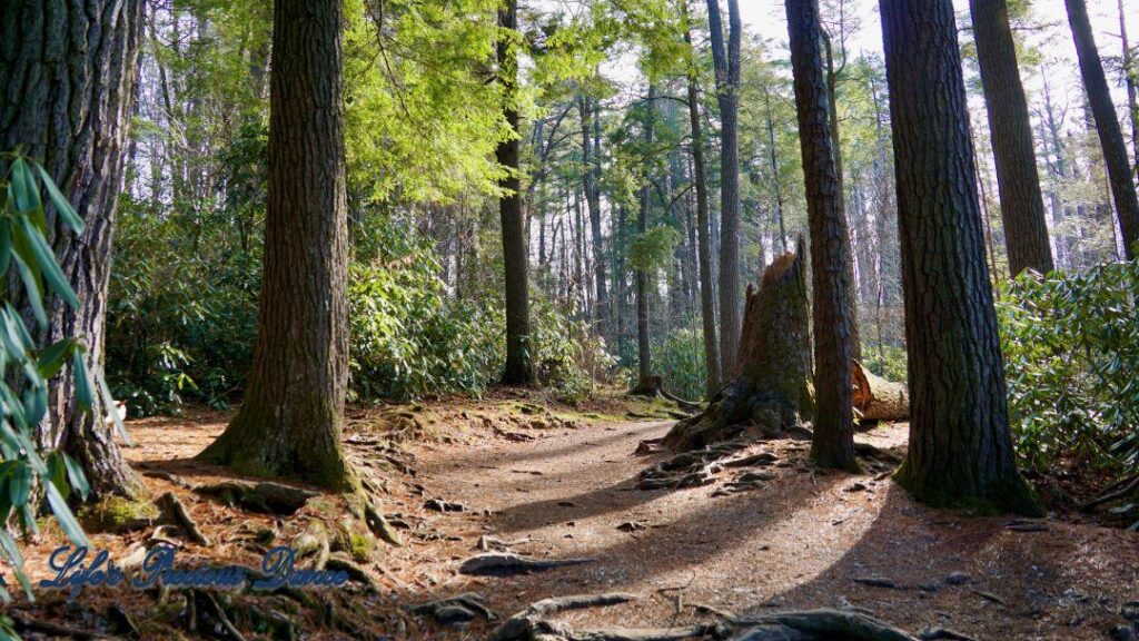 Nature Trail leading to Linville Falls