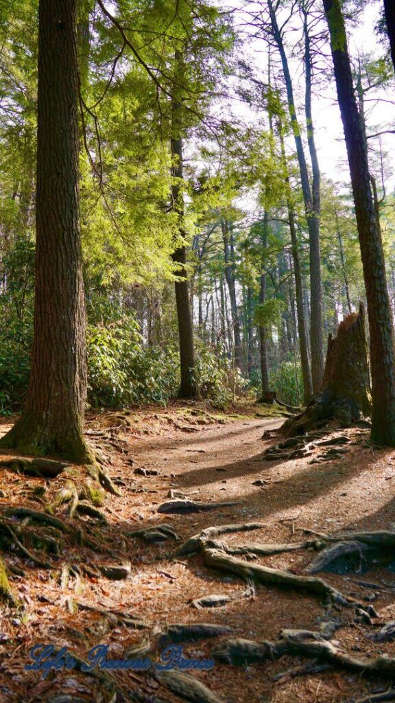 Nature Trail leading to Linville Falls