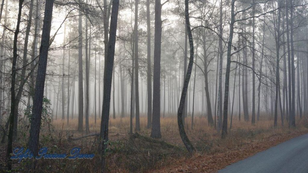 Foggy forest of pine trees beside road.