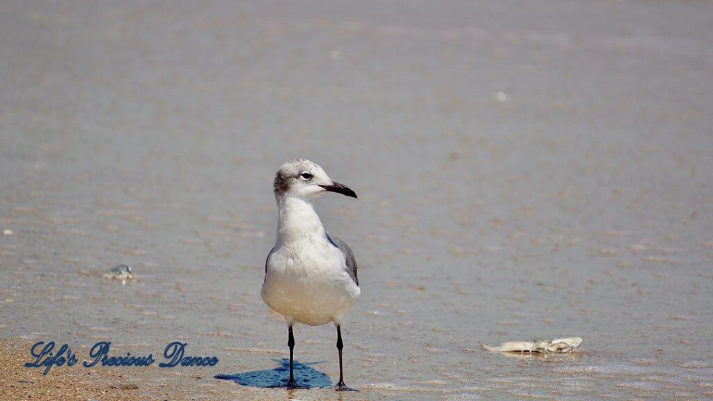 Laughing seagull on the beach, staring out into ocean. Small dead fish lays beside him.