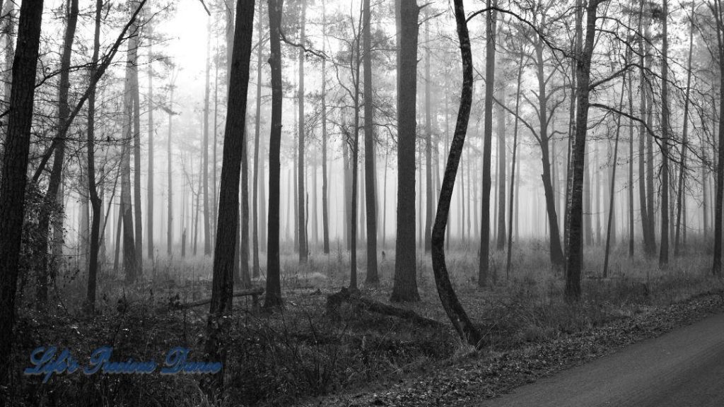 Black and white of a foggy forest of pine trees