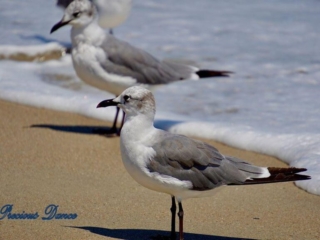 Two seagulls standing on the beach, casting shadows, while foamy waves roll up behind them.