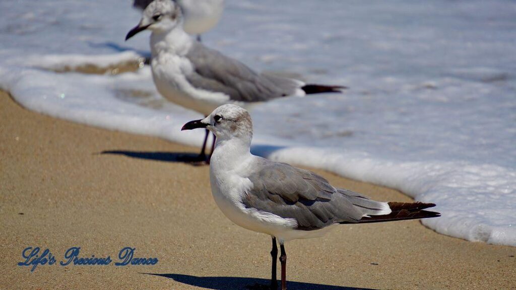 Two seagulls standing on the beach, casting shadows, while foamy waves roll up behind them.