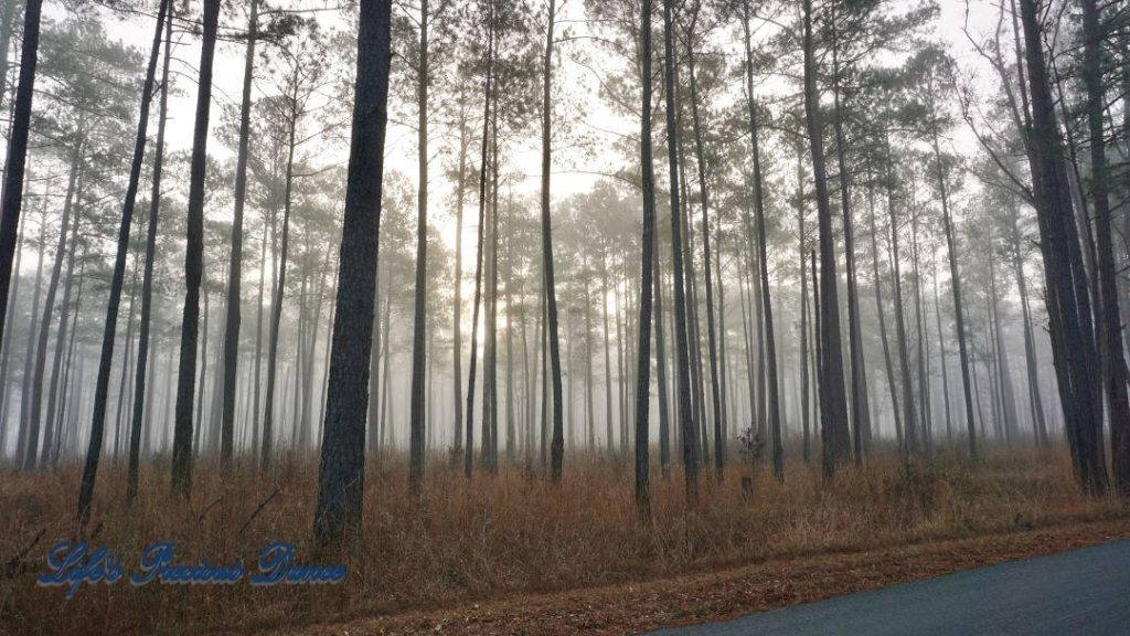 Foggy forest of pine trees beside road.