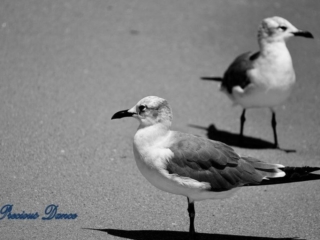 Black and white of two seagulls, casting shadows, staring in opposite directions on the beach.
