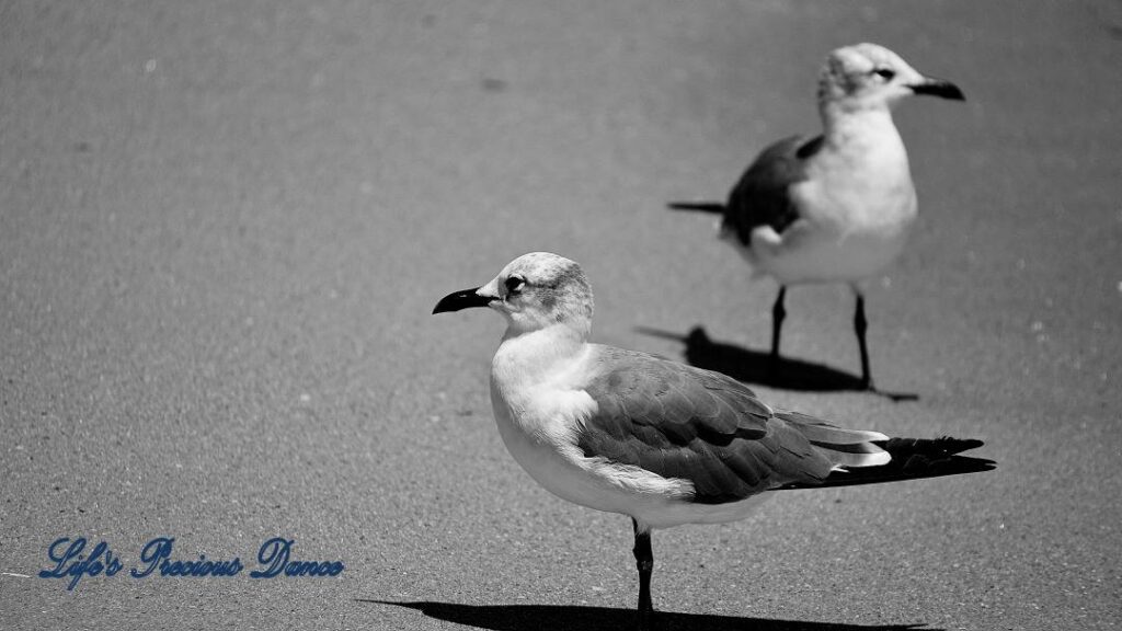 Black and white of two seagulls, casting shadows, staring in opposite directions on the beach.