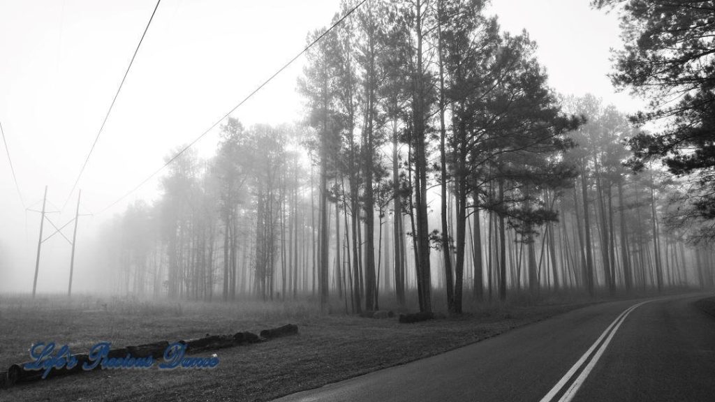 Black and white of fog covered power lines and trees beside a road