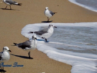 Several seagulls casting shadows, while one stands in foamy waves rolling up on beach.