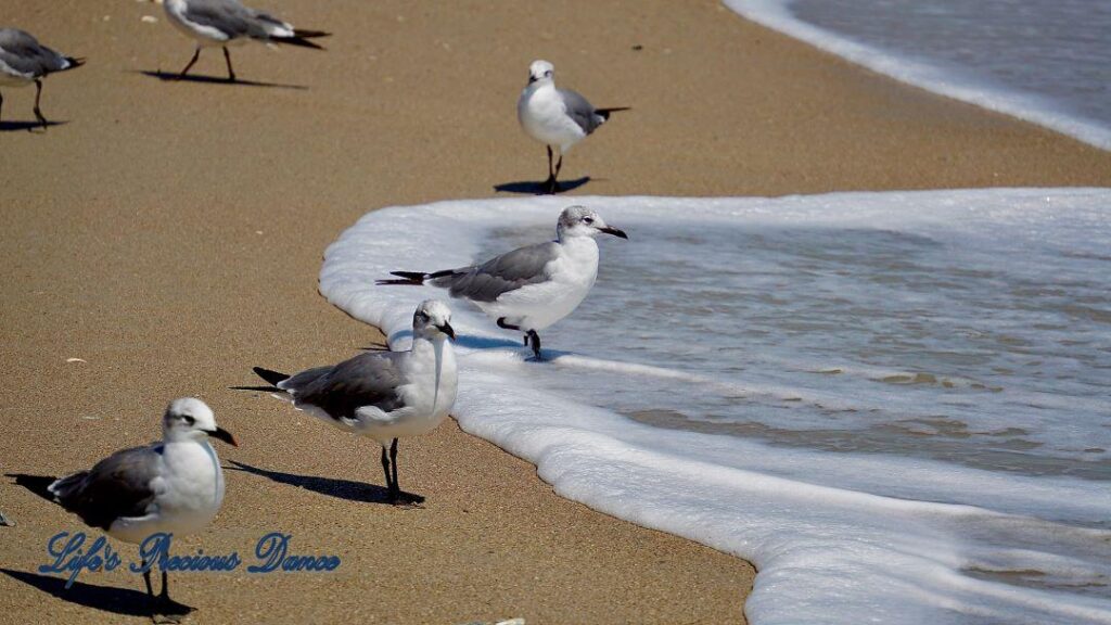 Several seagulls casting shadows, while one stands in foamy waves rolling up on beach.