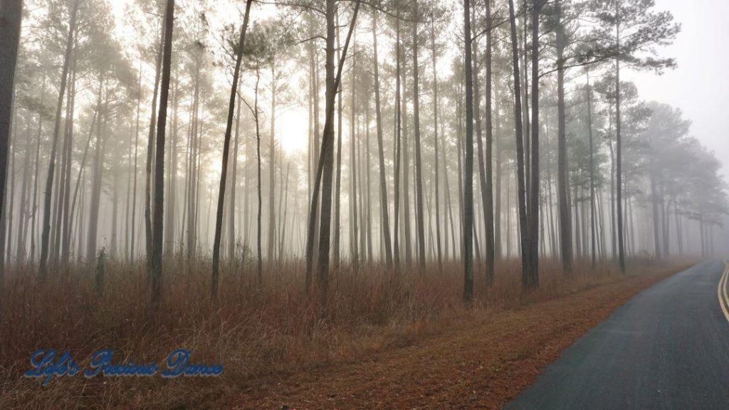 Foggy forest beside a road