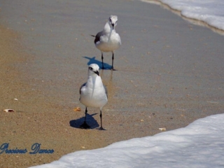 Two Laughing seagulls walking on beach towards foamy wave.