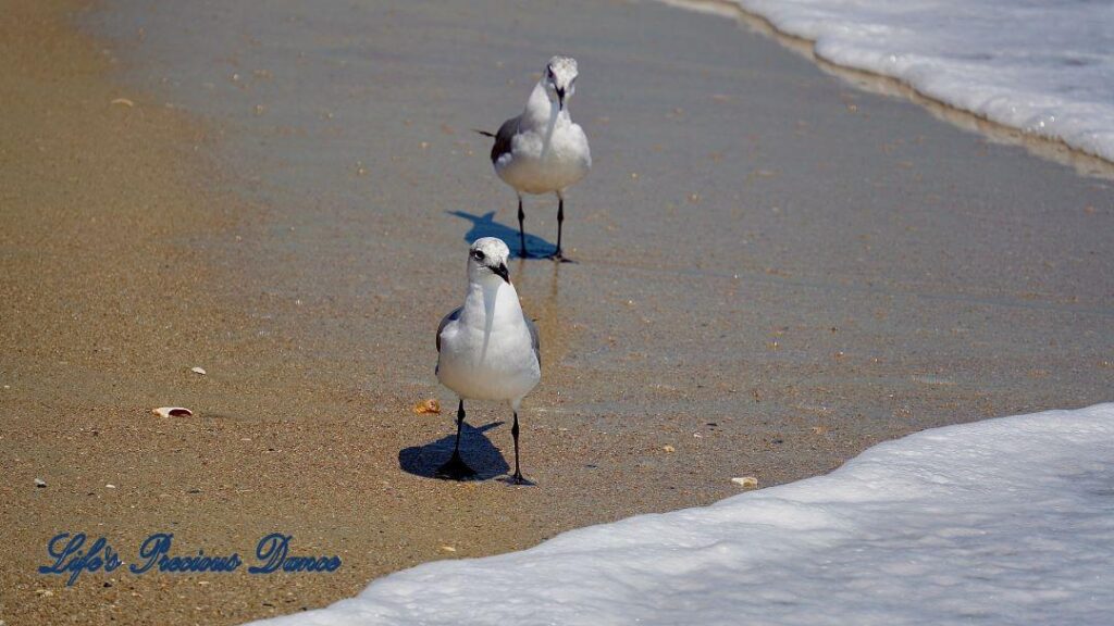 Two Laughing seagulls walking on beach towards foamy wave.