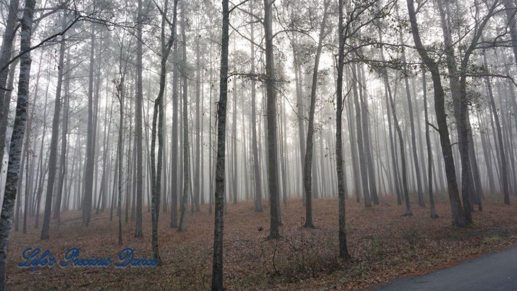 Foggy forest of pine trees