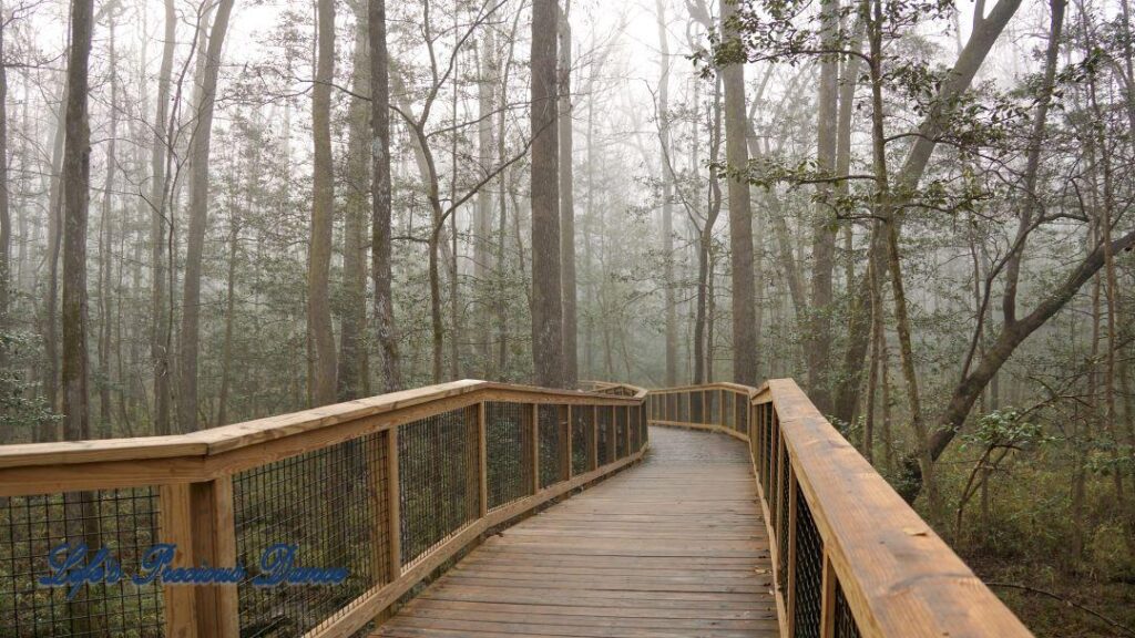 Boardwalk leading through a foggy swamp