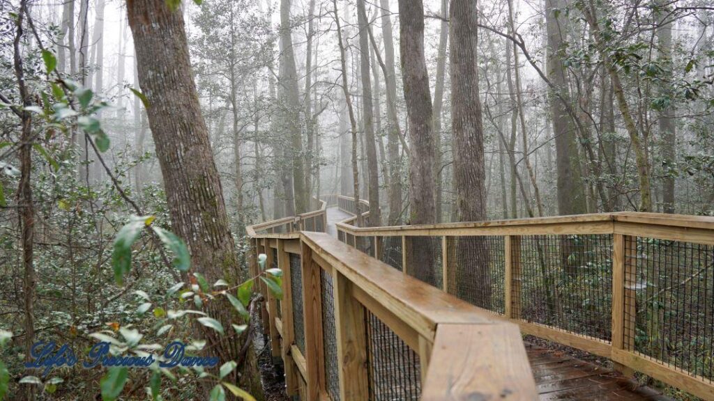 Boardwalk leading through a foggy swamp