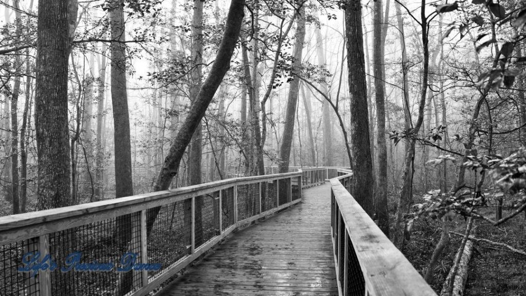 Black and white of a boardwalk leading through a foggy swamp.