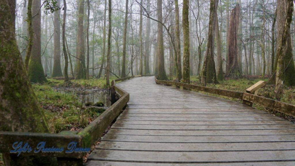 Boardwalk leading through a foggy swamp